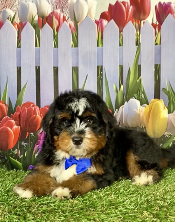 Mr. Amos the  Mini-Bernedoodle puppy