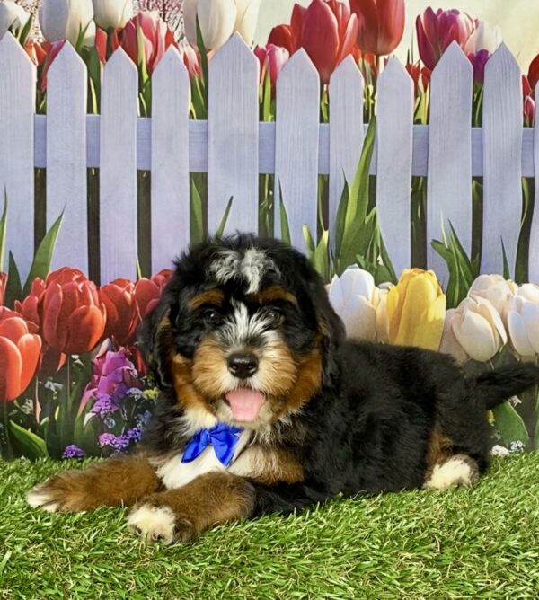 Photo of Mr. Amos the Mini-Bernedoodle puppy