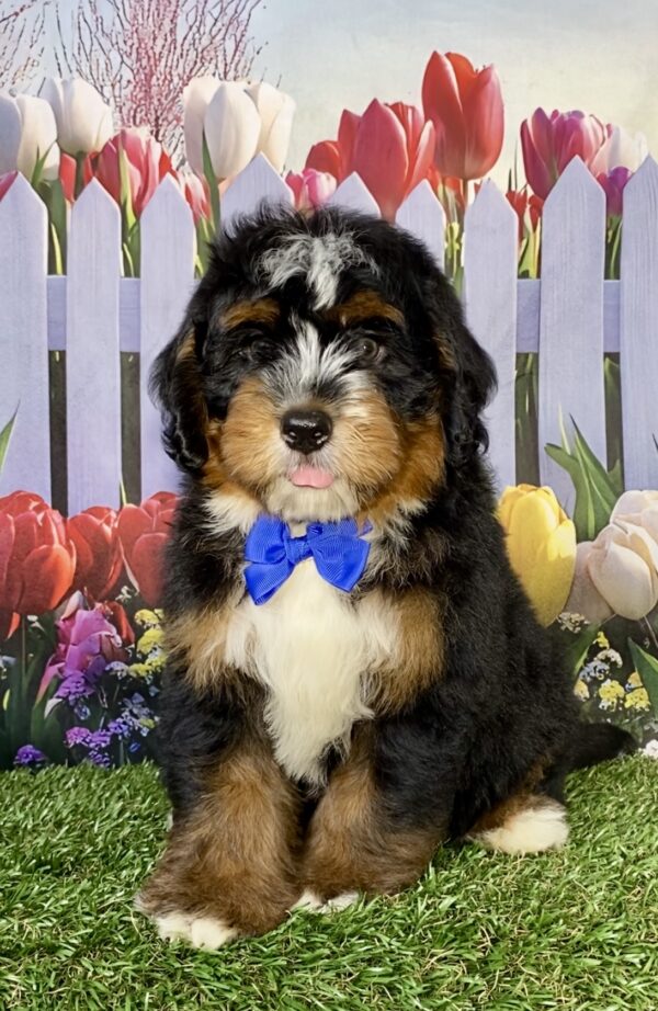 Photo of Mr. Amos the Mini-Bernedoodle puppy