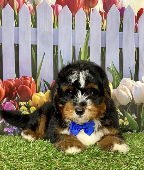 Photo of Mr. Amos the Mini-Bernedoodle puppy