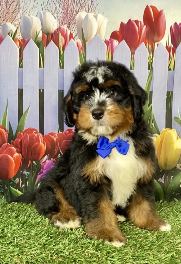 Photo of Mr. Amos the Mini-Bernedoodle puppy