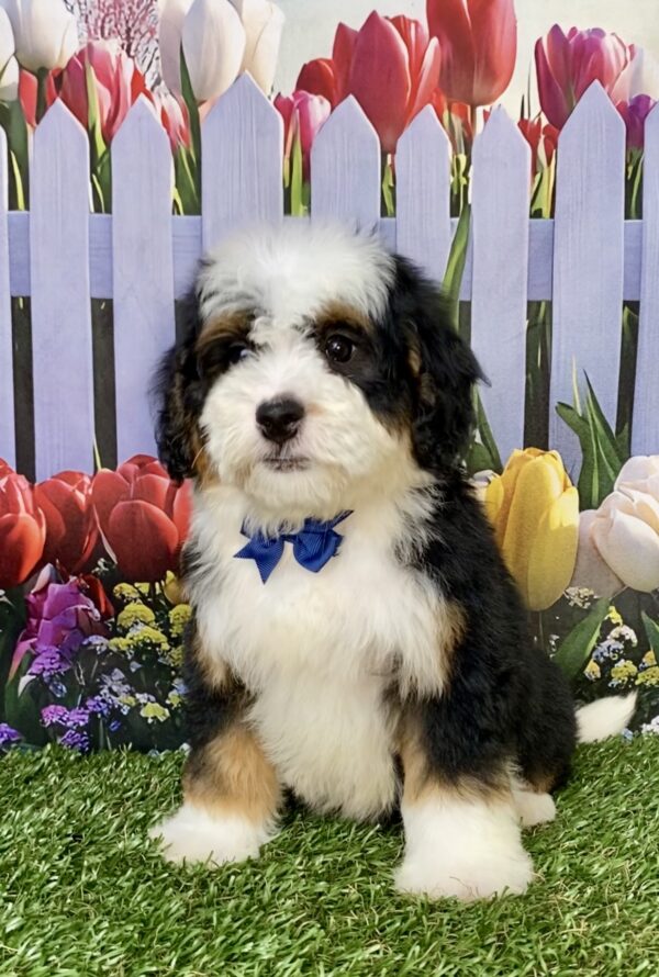 Photo of Mr. Baxter the Mini-Bernedoodle puppy