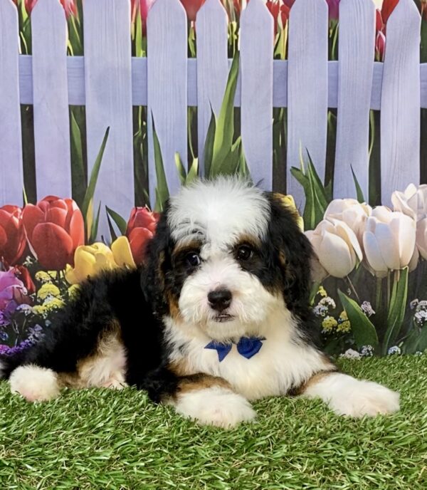 Photo of Mr. Baxter the Mini-Bernedoodle puppy