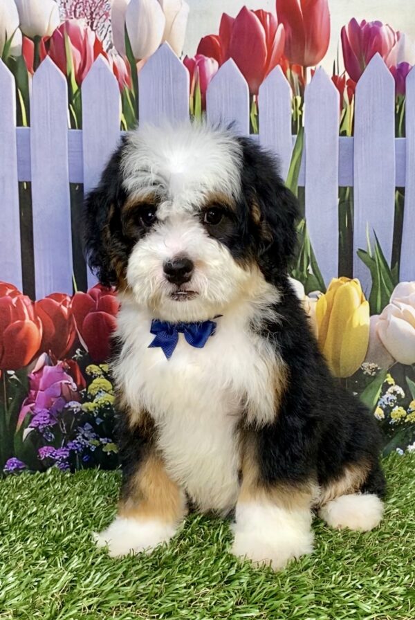 Photo of Mr. Baxter the Mini-Bernedoodle puppy