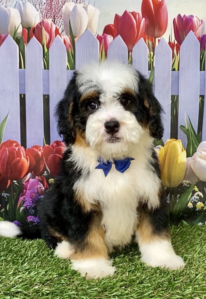 Photo of Mr. Baxter the Mini-Bernedoodle puppy