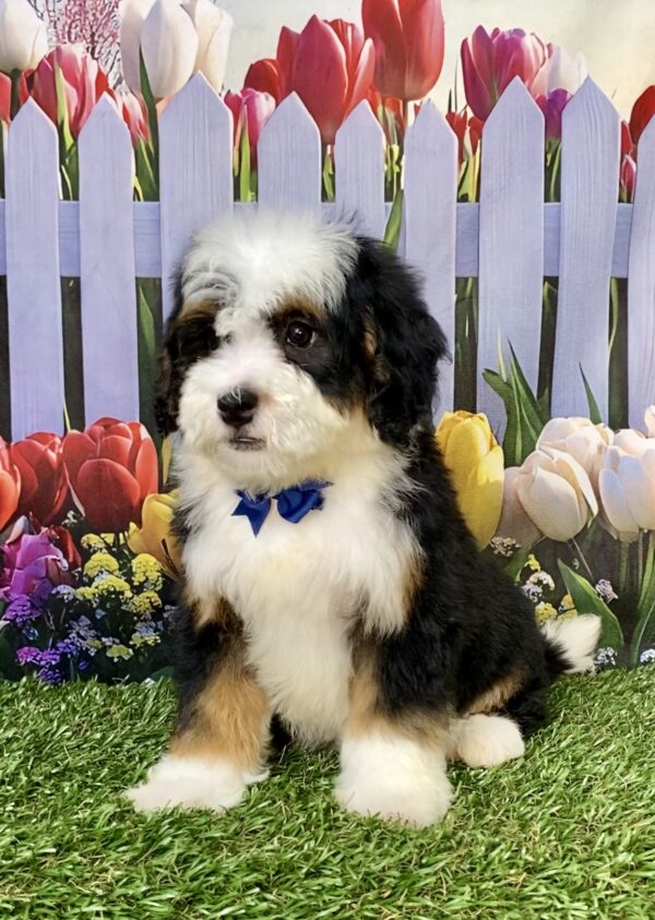 Photo of Mr. Baxter the Mini-Bernedoodle puppy