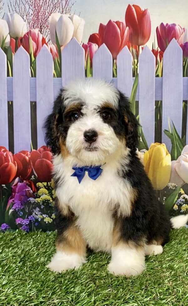 Photo of Mr. Baxter the Mini-Bernedoodle puppy