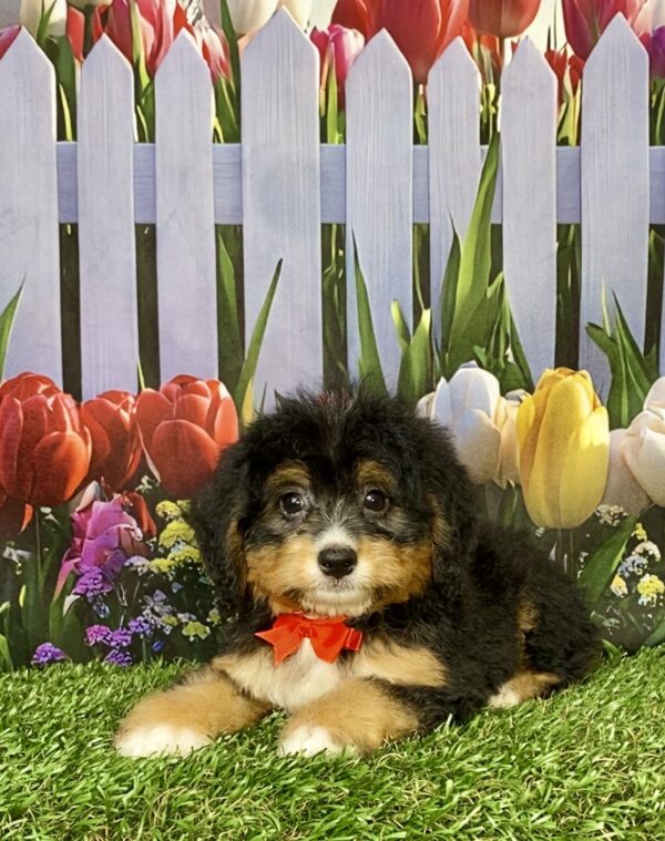 Photo of Mr. Boone the Mini-Bernedoodle puppy