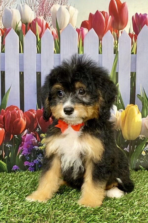 Photo of Mr. Boone the Mini-Bernedoodle puppy