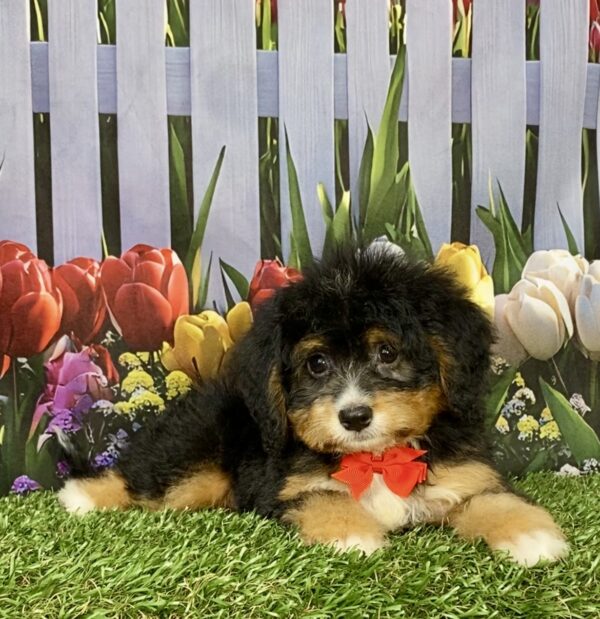 Photo of Mr. Boone the Mini-Bernedoodle puppy