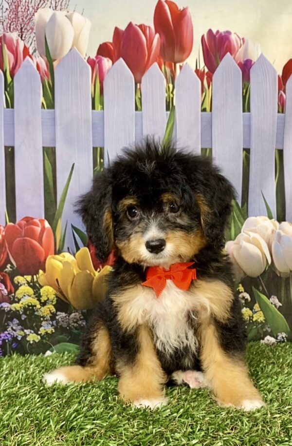 Photo of Mr. Boone the Mini-Bernedoodle puppy