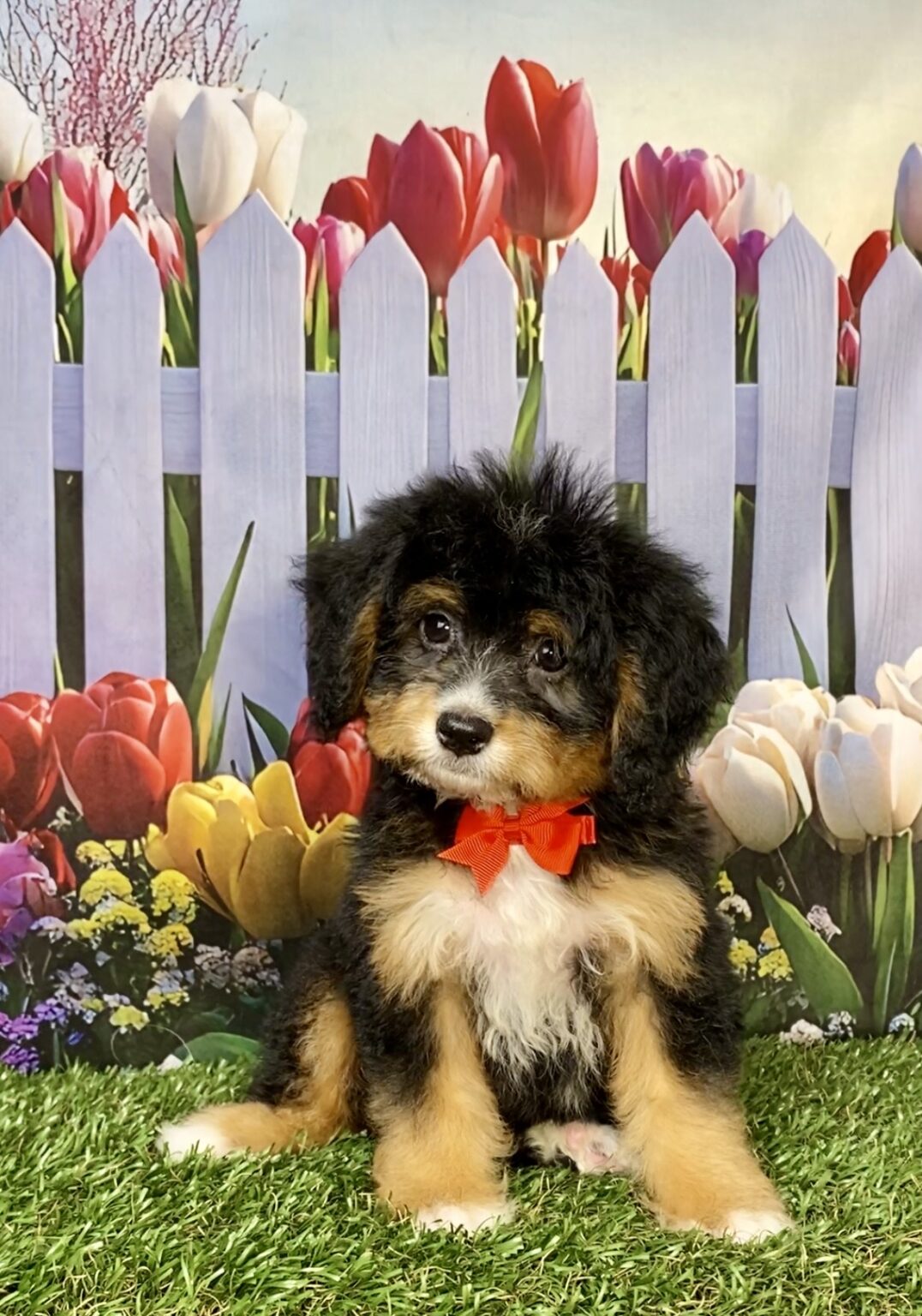 Photo of Mr. Boone the Mini-Bernedoodle puppy