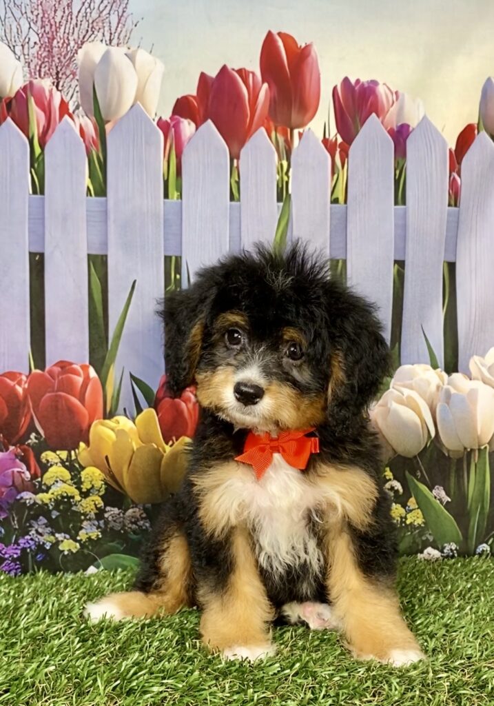 Photo of Mr. Boone the Mini-Bernedoodle puppy