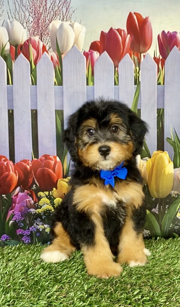 Mr. Boots the Mini-Bernedoodle puppy