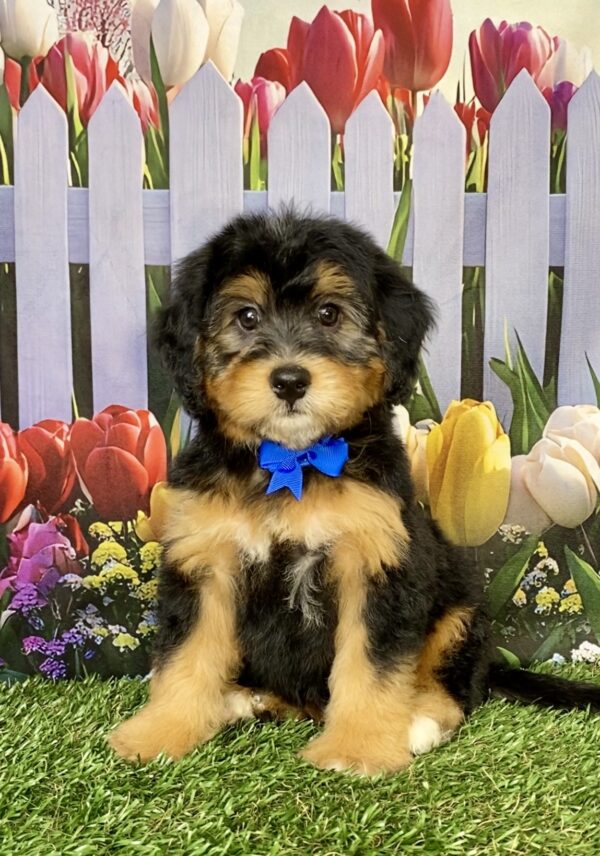 Photo of Mr. Boots the Mini-Bernedoodle puppy