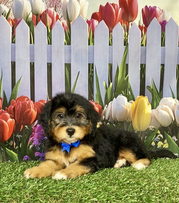 Photo of Mr. Boots the Mini-Bernedoodle puppy
