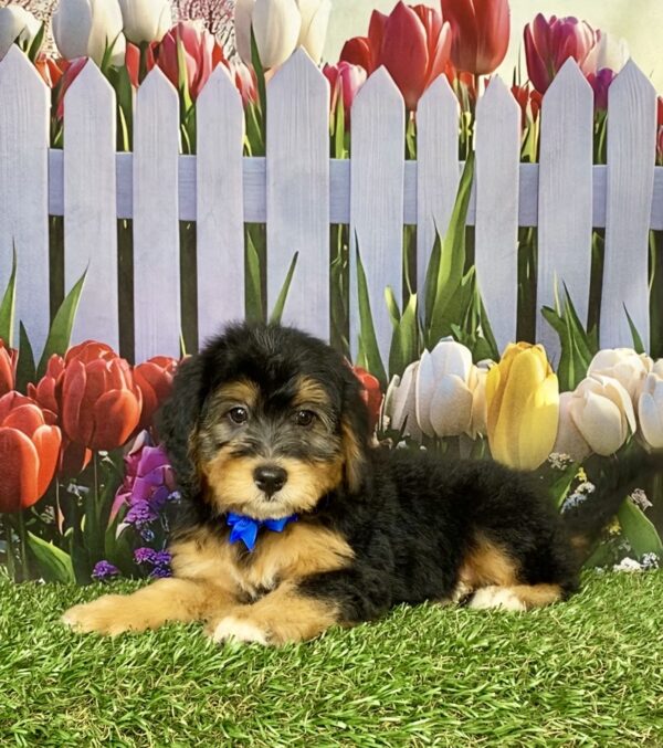 Photo of Mr. Boots the Mini-Bernedoodle puppy