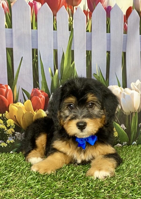 Photo of Mr. Boots the Mini-Bernedoodle puppy