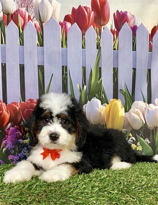 Photo of Mr. Brady the Mini-Bernedoodle puppy