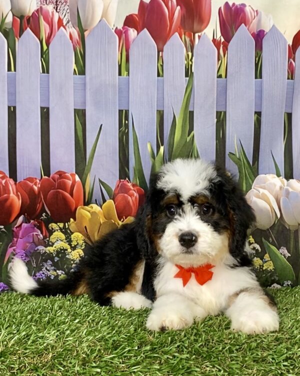 Photo of Mr. Brady the Mini-Bernedoodle puppy