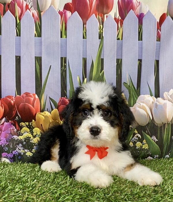 Photo of Mr. Brady the Mini-Bernedoodle puppy