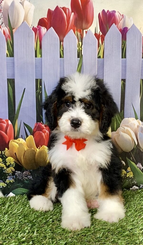 Mr. Brady the Mini-Bernedoodle puppy