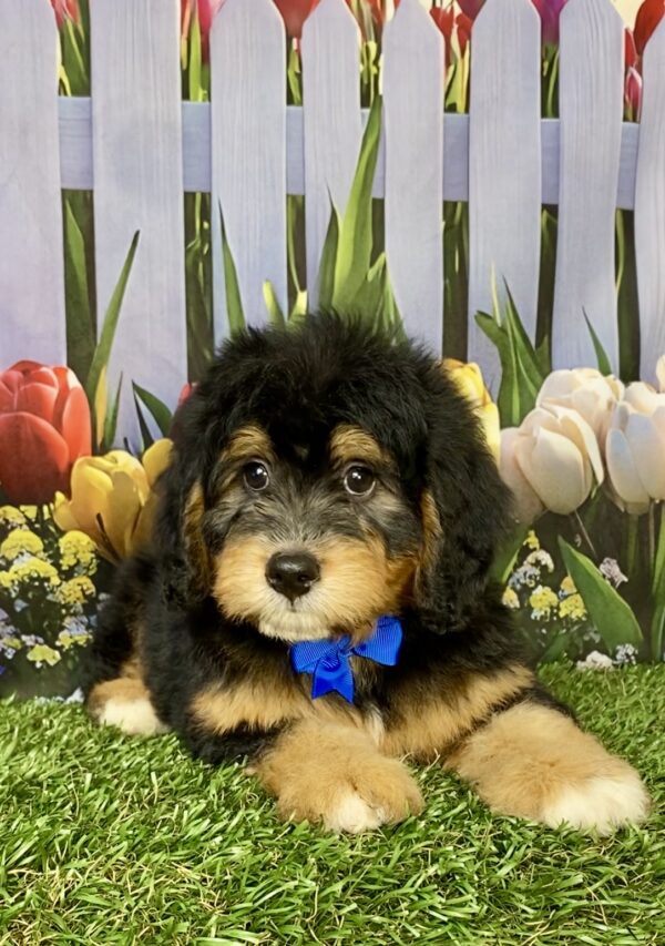 Mr. Bruno the Mini-Bernedoodle puppy