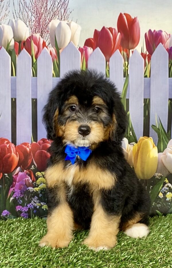Photo of Mr. Bruno the Mini-Bernedoodle puppy