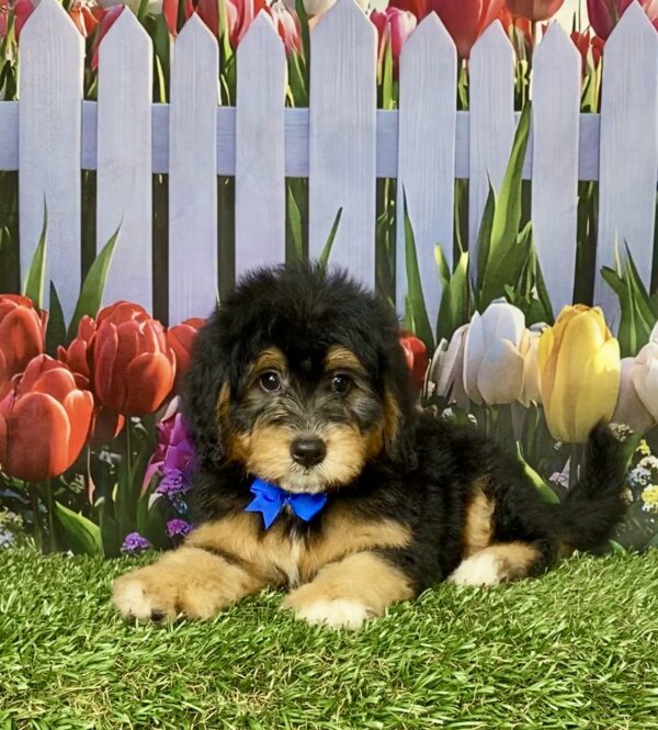 Photo of Mr. Bruno the Mini-Bernedoodle puppy