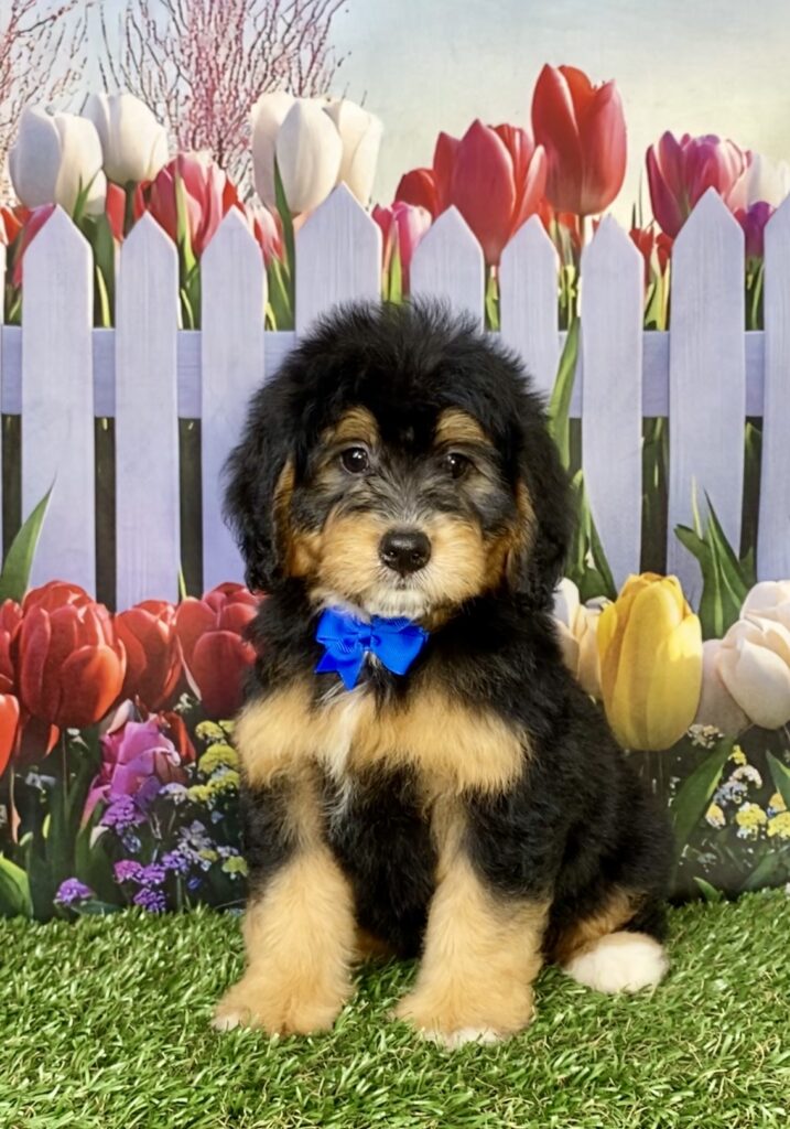 Photo of Mr. Bruno the Mini-Bernedoodle puppy