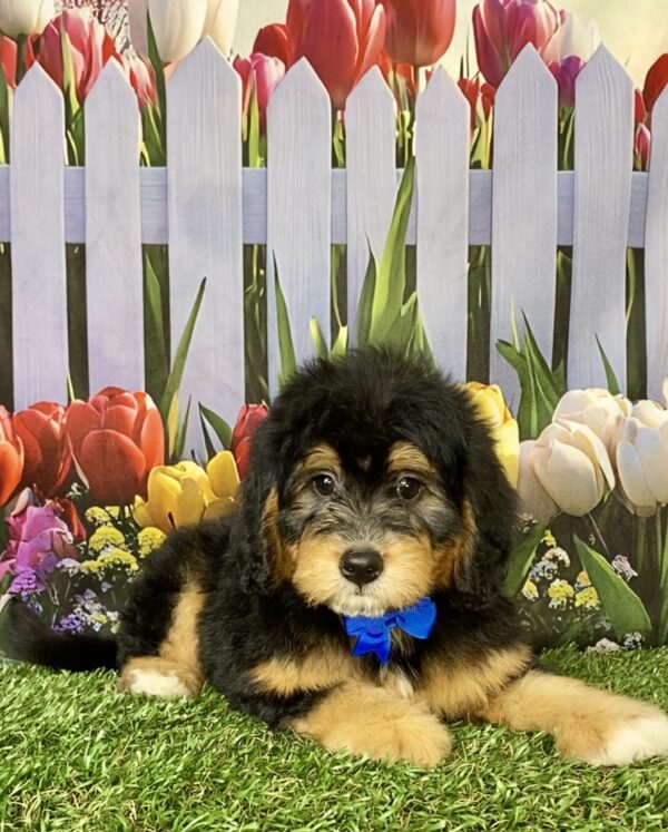 Photo of Mr. Bruno the Mini-Bernedoodle puppy