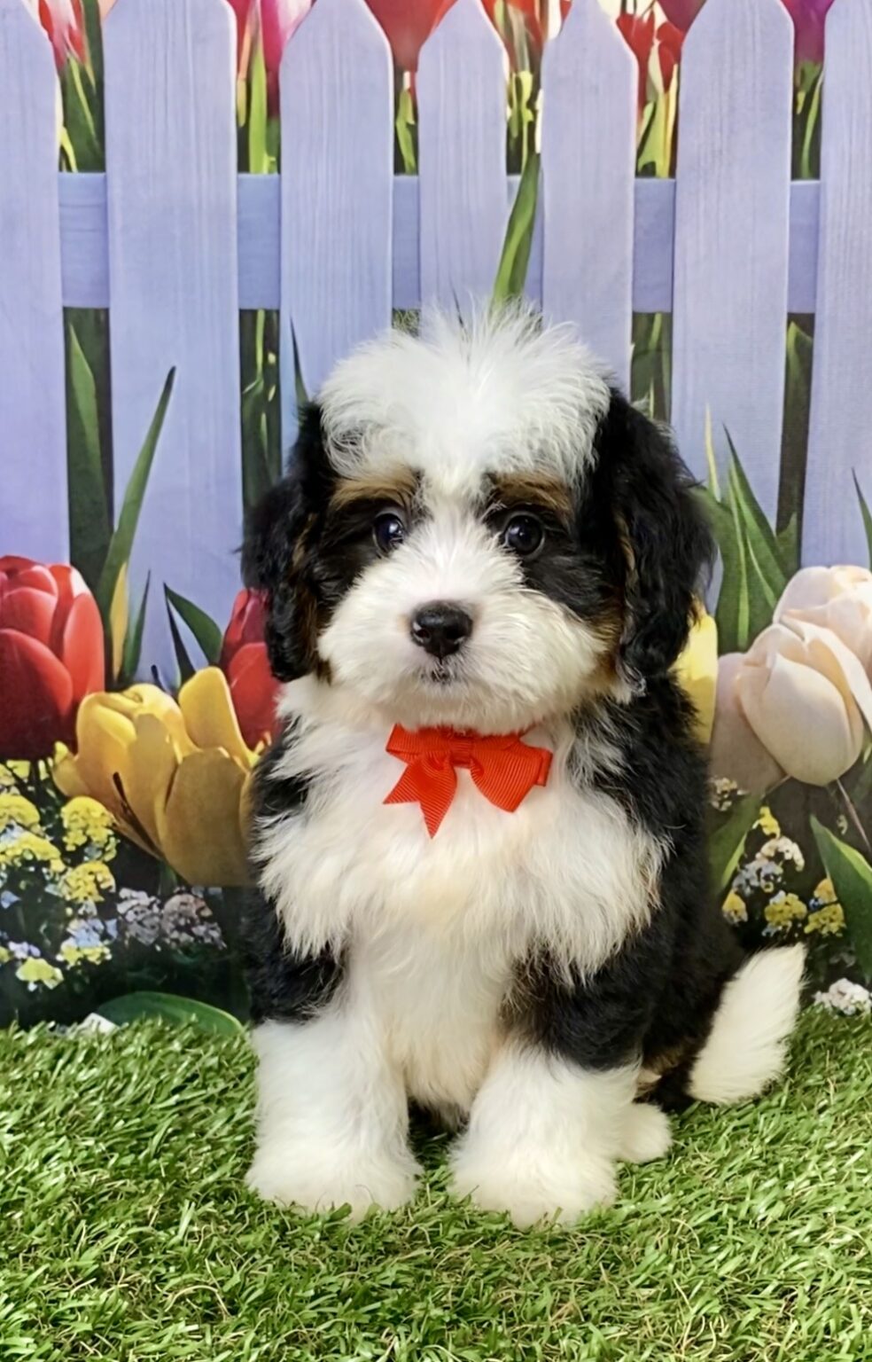 Photo of Mr. Buddy the Mini-Bernedoodle puppy