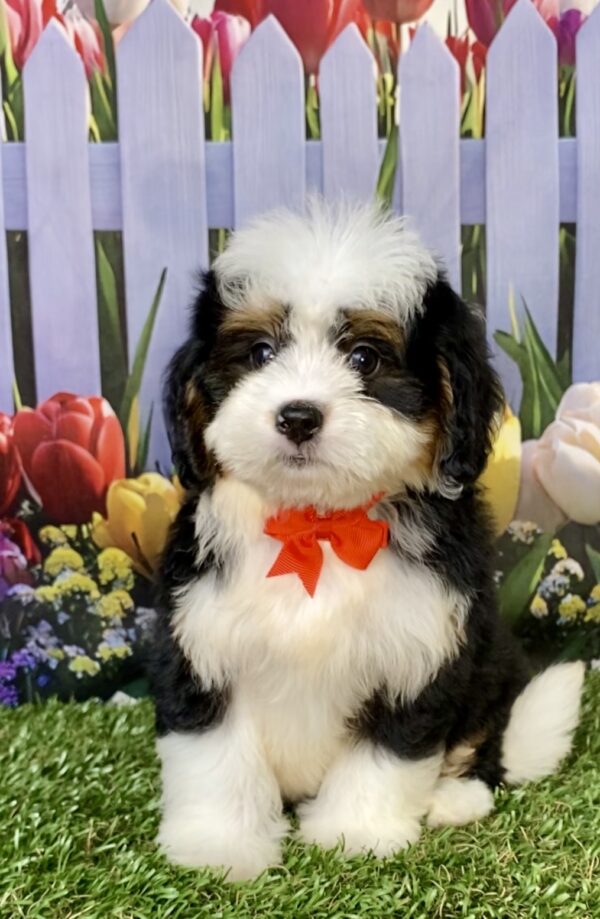 Photo of Mr. Buddy the Mini-Bernedoodle puppy