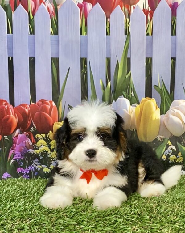 Photo of Mr. Buddy the Mini-Bernedoodle puppy