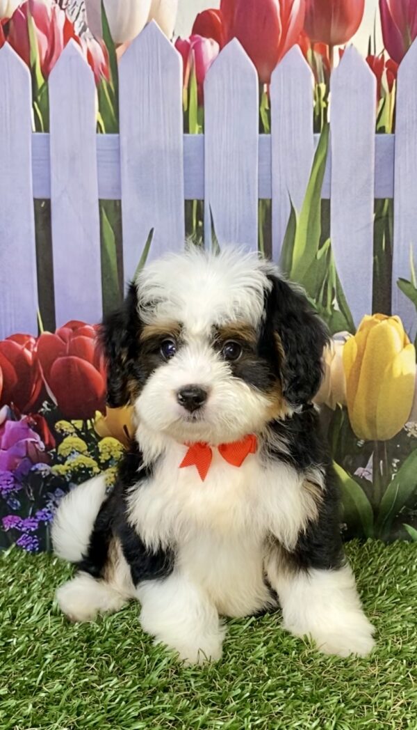 Photo of Mr. Buddy the Mini-Bernedoodle puppy