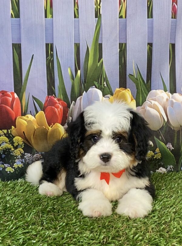 Photo of Mr. Buddy the Mini-Bernedoodle puppy