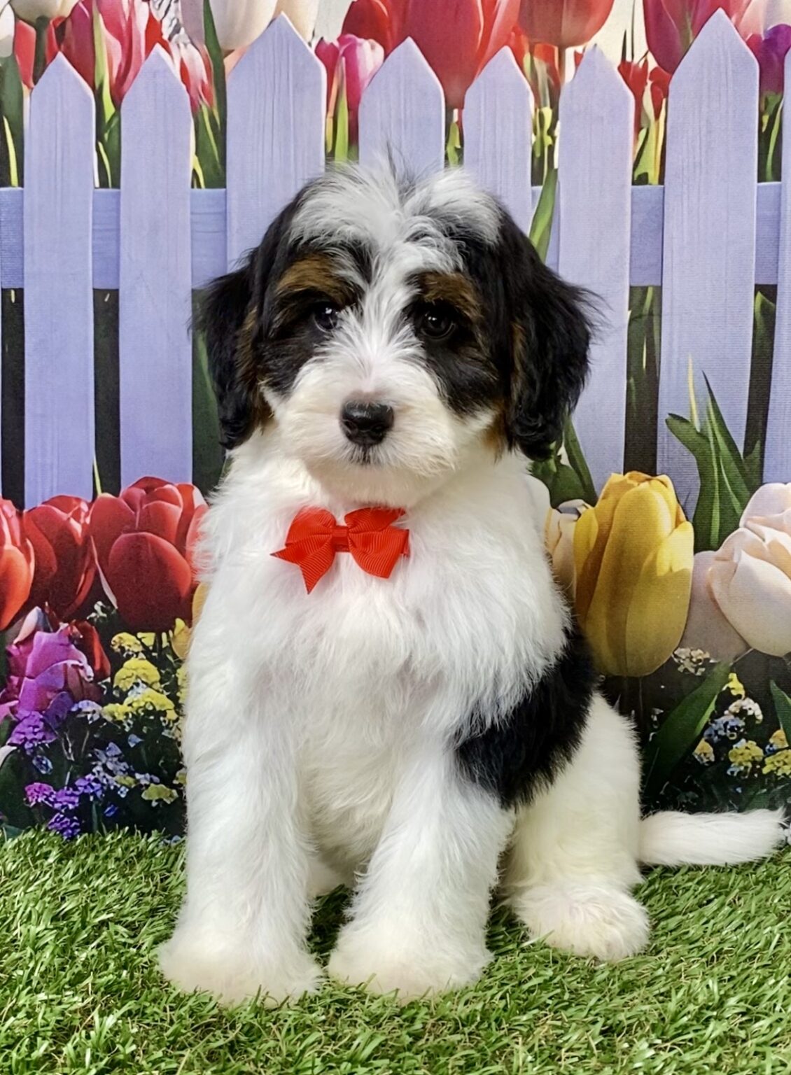 Photo of Mr. Caleb the F1B Micro Mini-Bernedoodle puppy