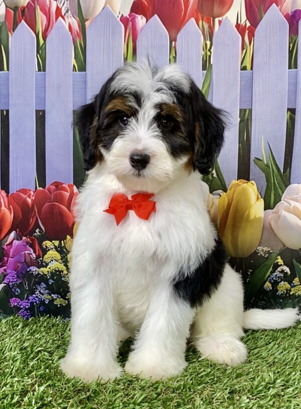 Mr. Caleb the F1B Micro Mini-Bernedoodle puppy