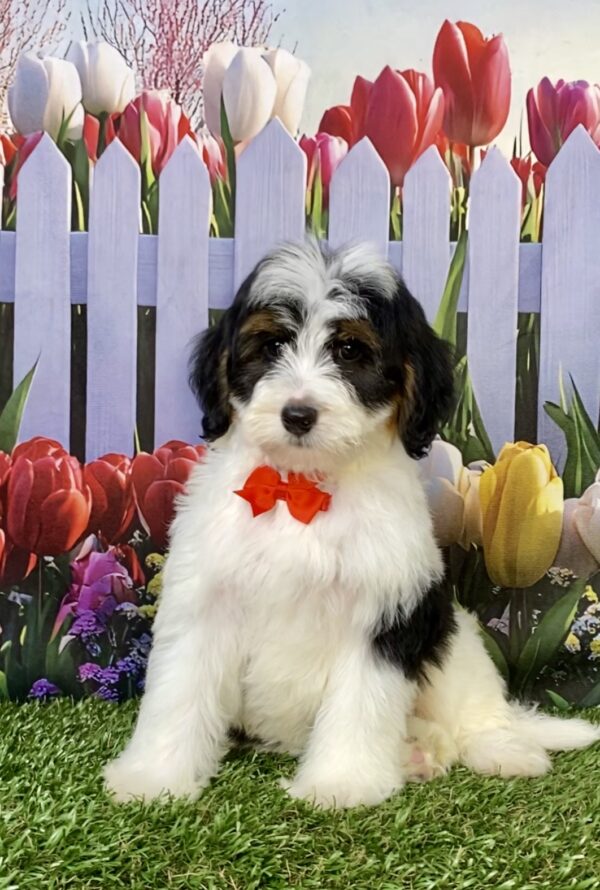 Photo of Mr. Caleb the F1B Micro Mini-Bernedoodle puppy