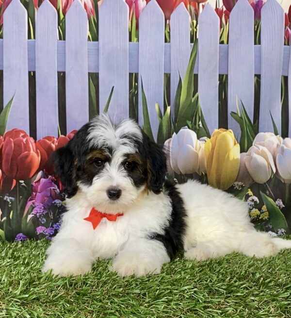 Photo of Mr. Caleb the F1B Micro Mini-Bernedoodle puppy