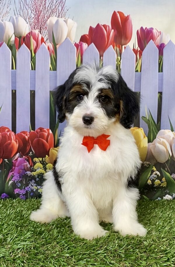 Photo of Mr. Caleb the F1B Micro Mini-Bernedoodle puppy