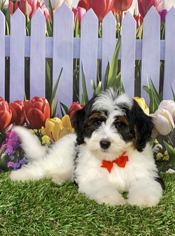 Photo of Mr. Caleb the F1B Micro Mini-Bernedoodle puppy