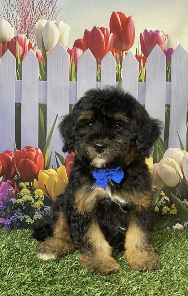 Mr. Carl the F1B Micro Mini-Bernedoodle puppy