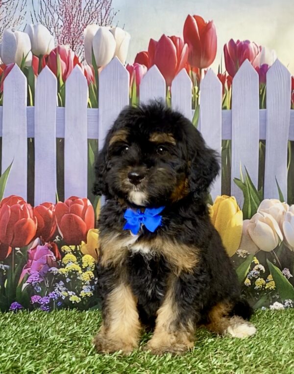 Photo of Mr. Carl the F1B Micro Mini-Bernedoodle puppy