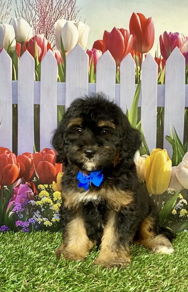 Photo of Mr. Carl the F1B Micro Mini-Bernedoodle puppy