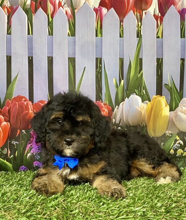 Photo of Mr. Carl the F1B Micro Mini-Bernedoodle puppy
