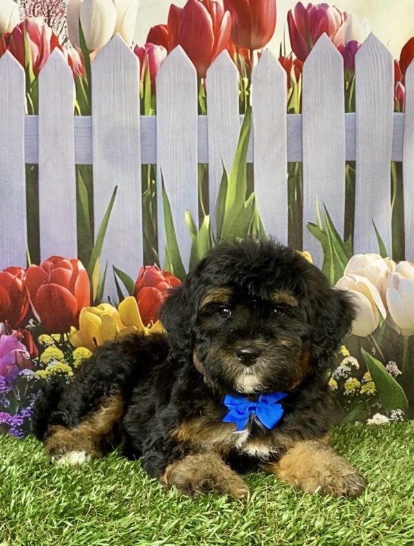 Photo of Mr. Carl the F1B Micro Mini-Bernedoodle puppy