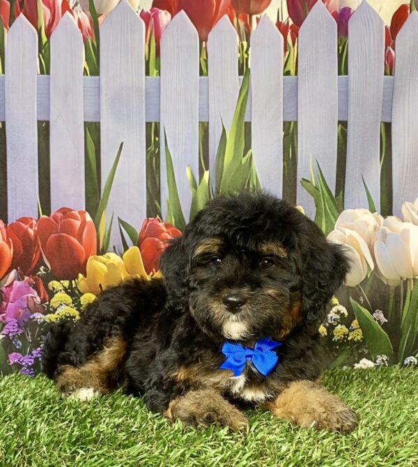 Photo of Mr. Carl the F1B Micro Mini-Bernedoodle puppy