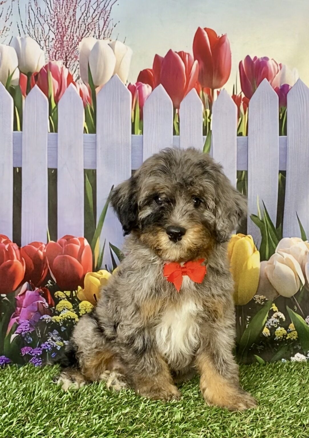 Photo of Mr. Coach the F1B Micro Mini-Bernedoodle puppy
