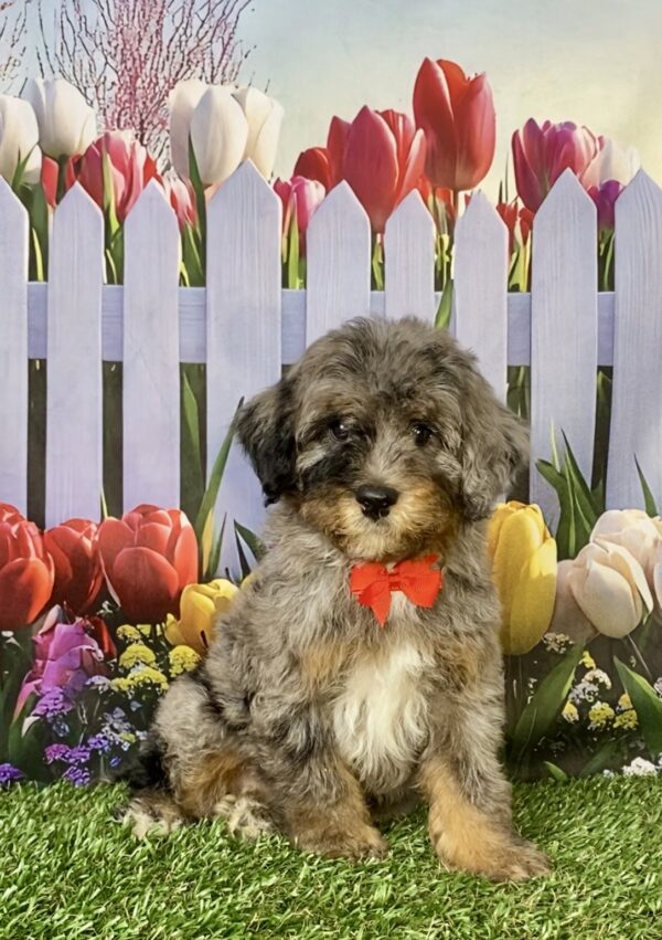 Mr. Coach the F1B Micro Mini-Bernedoodle puppy